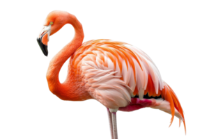 Elegant pink flamingo standing on one leg, showcasing its vibrant feathers and unique beauty on a transparent background. png