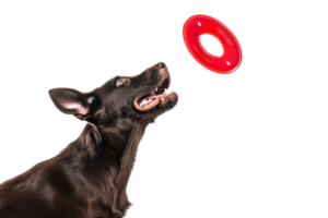 Energetic dog jumping to catch a red flying disc against a transparent background. showcasing playful and active behavior. png