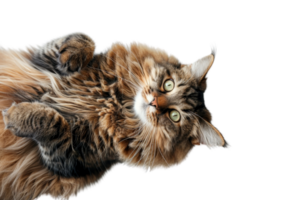 Fluffy tabby cat with green eyes lying on its back on a transparent background. looking at camera. Perfect for pet-related content. png
