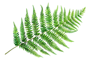 Elegant single fern leaf isolated on transparent background. Perfect for botanical, nature, and greenery themed designs. png