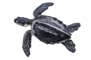 High-resolution image of a leatherback sea turtle swimming in clear water. Perfect for educational, environmental, and wildlife projects. png