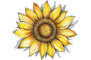 Hand-drawn yellow sunflower illustration with intricate details, radiating a cheerful and bright vibe, perfect for art and design projects. png