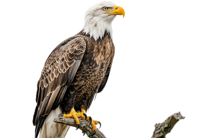 A majestic bald eagle perched on a branch, showcasing its sharp yellow beak and striking plumage against a clear background. png