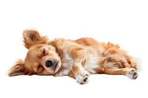 Adorable small dog with fluffy fur sleeping peacefully against a transparent background. capturing a serene and cute moment of rest. png