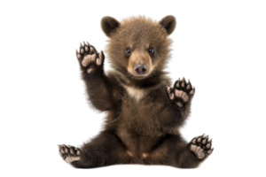 Adorable brown bear cub sitting and raising paws. Isolated on transparent background. Ideal for wildlife and nature themed projects. png