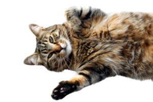 Adorable tabby cat lying on its back, showing off its fluffy fur and playful expression, isolated on a transparent background. png