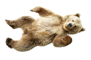 A playful brown bear lying on its back, showcasing its furry belly and relaxed posture, isolated on a transparent background. png