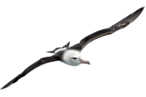 A majestic albatross soaring through the sky with wings fully extended, depicting the freedom of flight and grace of the seabird. png
