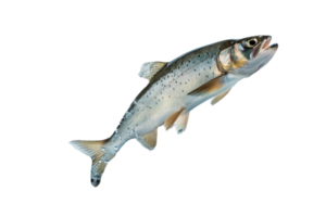 Close-up of a single fish on a transparent background. showcasing its detailed scales and aquatic features. Ideal for marine life and food-related use. png