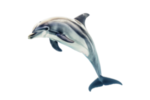 Vibrant image of a dolphin leaping out of the water, captured in mid-air with a transparent background. Perfect for nature and marine life themes. png