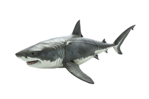 A detailed photograph of a great white shark swimming isolated on a transparent background. showcasing its sharp teeth and streamlined body. png