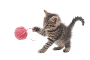 Adorable kitten playing with a pink yarn ball isolated on a transparent background. showcasing playful and cute behavior of young cats. png