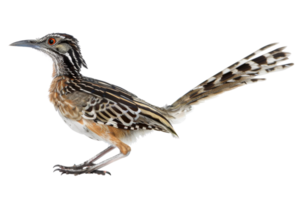 Close-up of a striking roadrunner bird with vibrant feathers and intricate patterns, showcasing its natural beauty and distinctive features. png