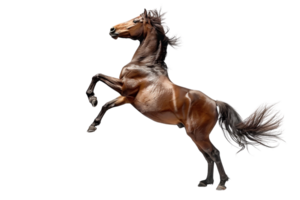 Majestic brown horse rearing up on its hind legs, showcasing powerful muscles and dynamic movement, isolated on a transparent background. png