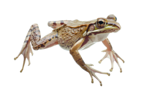 High-quality isolated image of a brown frog in motion, perfect for nature and wildlife themes. Clear and detailed close-up view. png