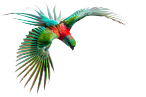 A vibrant, colorful parrot in flight with wings spread wide, showcasing its beautiful plumage against a transparent background. png