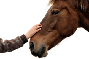 A person gently touching the face of a horse, showcasing a moment of connection and trust between human and animal. png