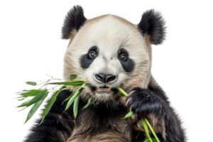 Adorable giant panda eating bamboo, showcasing its cute and playful nature. Perfect for wildlife and nature-themed projects. png