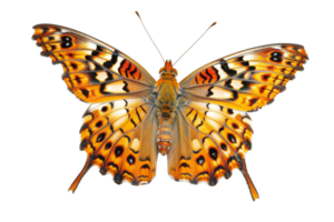 A vibrant orange butterfly with intricate black patterns on its wings, isolated on a transparent background. showing beauty and nature's elegance. png
