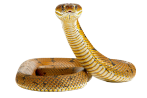 Close-up of a coiled golden snake raising its head, isolated on a transparent background. showcasing intricate scales and patterns. png