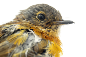 Close-up of a colorful small bird with vibrant plumage. High detail and clear focus on the bird's eye and feathers. png