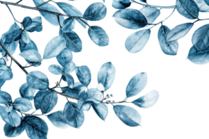 Blue eucalyptus leaves on transparent background. Natural botanical composition with calming tones, perfect for modern and elegant design projects. png