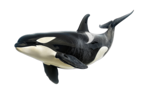 Close-up of a majestic orca whale swimming in the ocean, showcasing its sleek black and white patterns and powerful presence. png