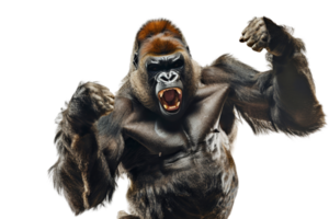 Close-up of a powerful gorilla displaying its dominance with a loud roar, showcasing the raw strength and majestic nature of the animal kingdom. png