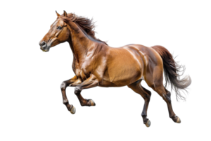 Dynamic brown horse galloping in full motion with a glowing coat, showcasing strength and speed on a transparent background. png