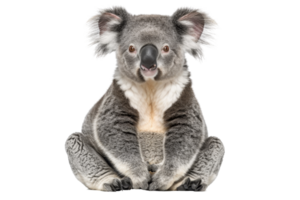 Front view of a cute koala sitting isolated on a transparent background. Furry marsupial, native to Australia, with a calm and relaxed demeanor. png
