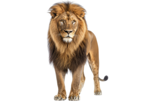 Majestic lion standing in front view, showcasing its magnificent mane and commanding presence. Perfect for wildlife and nature themes. png