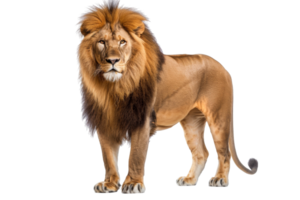 Magnificent lion with a flowing mane standing proudly, exuding strength and majesty in a natural wildlife setting. png