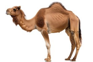 Side view of a standing camel, showcasing its hump and unique physiology, isolated on a transparent background. png