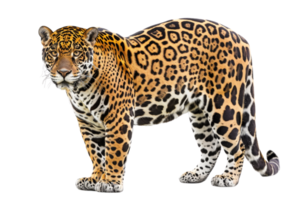 Stunning image of a jaguar with striking patterns and vivid colors. Ideal for wildlife, nature, and animal-related projects. png