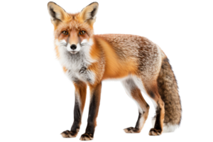 Vibrant photo of a red fox standing with transparent background. showcasing its bushy tail and alert expression. png