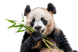A cute giant panda munching on fresh bamboo, showcasing its adorable expression and peaceful nature. Perfect for wildlife photography enthusiasts. png