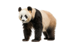 A high-quality image of a giant panda standing against a transparent background. showcasing its distinctive black and white fur pattern. png