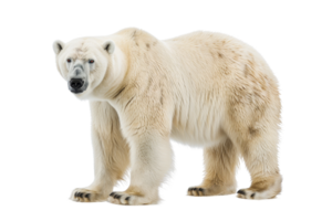 A detailed image of a polar bear standing against a transparent background. showcasing its thick fur and powerful build. png