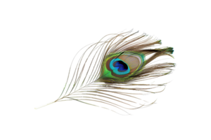 Colorful peacock feather isolated on transparent background. showcasing vibrant eye pattern and intricate details. Perfect for nature and design themes. png
