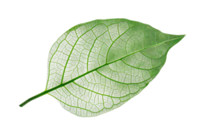 Close-up image of a single green leaf with intricate vein patterns on a transparent background. showcasing natural beauty and detail. png