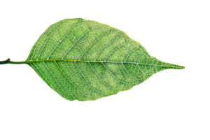 Close-up of a single green leaf showcasing intricate vein patterns against a transparent background. Perfect for nature and botanical themes. png