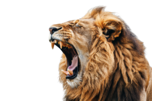 Close-up of a roaring lion with a mane, showcasing its fierce expression and sharp teeth against a black background. png