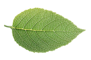 Close-up of a single vibrant green leaf with detailed vein patterns, isolated on a transparent background. Ideal for nature and botanical themes. png