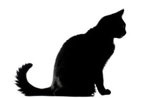 silhouet van een zwart kat zittend sierlijk tegen een transparant achtergrond. benadrukkend haar strak en mysterieus het formulier. png