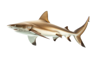 High-quality image of a shark isolated on a transparent background. showcasing its sleek body and fins in detailed clarity. png