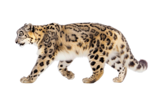 A majestic snow leopard walking gracefully with a focused expression, showcasing its beautiful fur and distinctive pattern. png