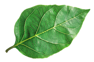 Close-up image of a single green leaf with detailed veins and texture, isolated on a transparent background. perfect for natural themes and designs. png