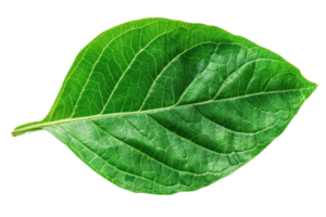 Close-up image of a vibrant green leaf showing detailed veins and textures, isolated on a transparent background. png
