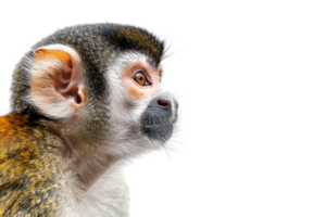 Profile view of a squirrel monkey isolated on transparent background. displaying detailed fur texture and expressive facial features. png