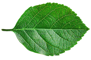High-resolution image of a single green leaf isolated on a transparent background. showcasing detailed veins and natural texture, perfect for design use. png